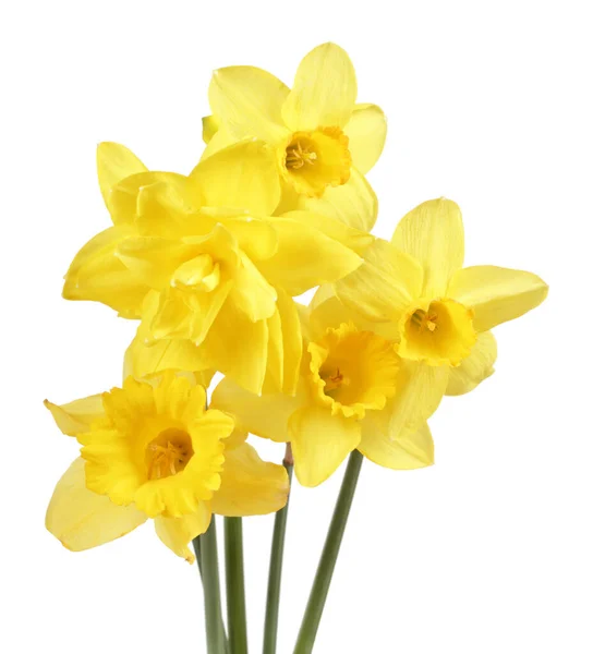 黄色のナルシスの花の花束 ストック写真