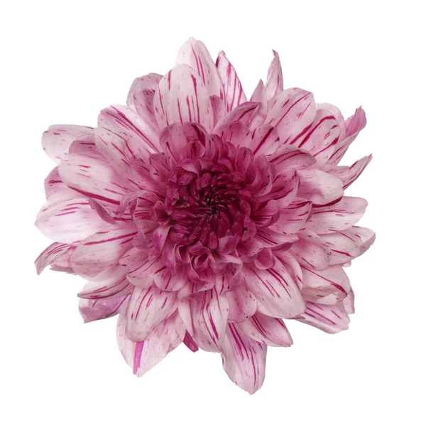Pink chrysanthemum Stock Image