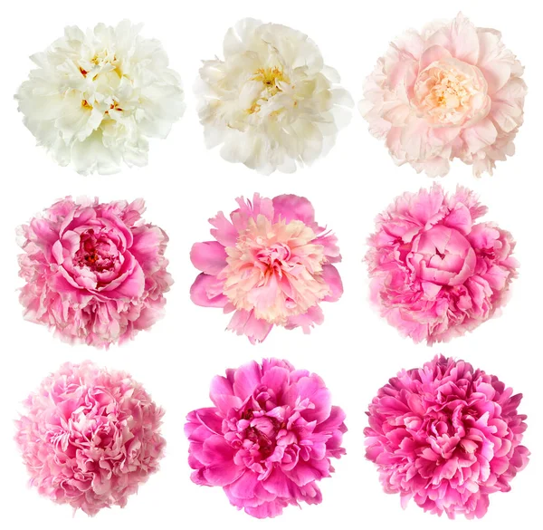 Set of white and pink peony flowers Royalty Free Stock Photos