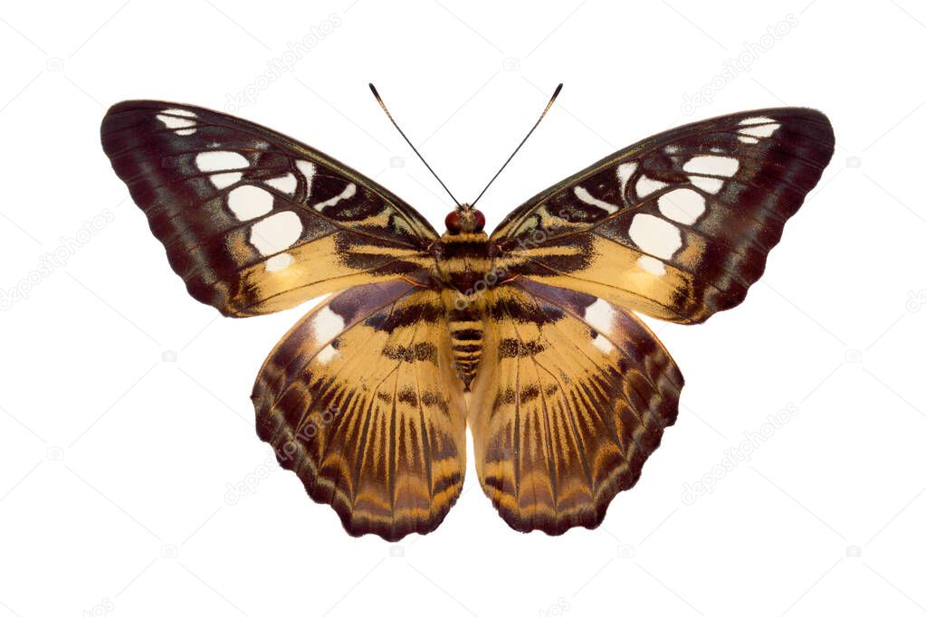 Butterfly Parthenos Sylvia