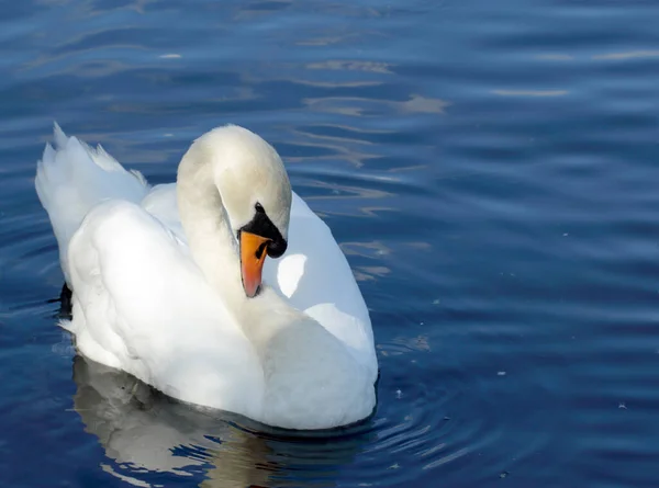 Красивый Белый Лебедь Плавает Воде — стоковое фото
