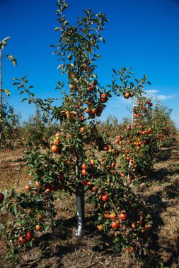 Sonbaharda genç bir bahçe. Ağaçlarda büyük bir elma hasadı