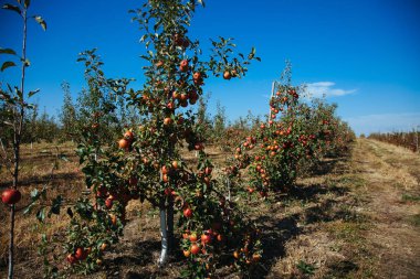 Sonbaharda genç bir bahçe. Ağaçlarda büyük bir elma hasadı