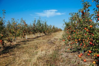 Kırmızı elma elma ağacı dalı. Manzara karışık elma bahçeleri