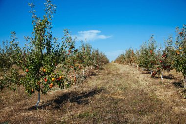 Kırmızı elma elma ağacı dalı. Manzara karışık elma bahçeleri