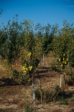 Kırmızı elma elma ağacı dalı. Manzara karışık elma bahçeleri