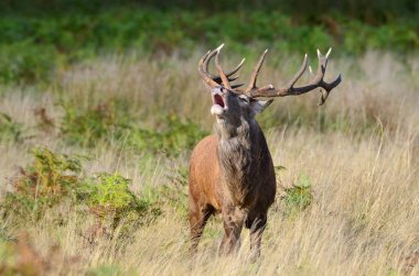 Kızıl geyik geyiği, Cervus elaphus