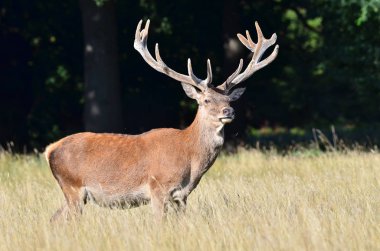 Kızıl geyik geyiği, Cervus elaphus