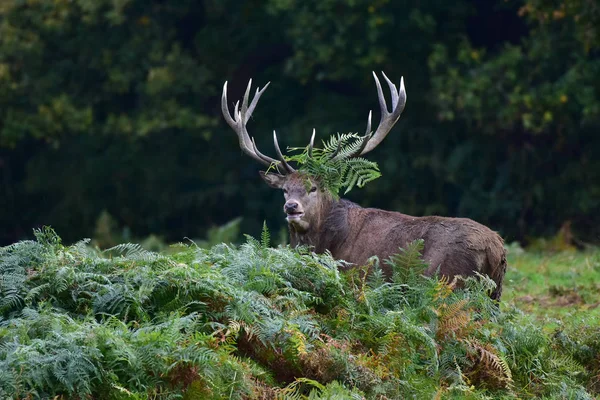 Cerf Rouge Cerf Cervus Elaphus — Photo