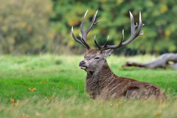 Cerf Rouge Cerf Cervus Elaphus — Photo