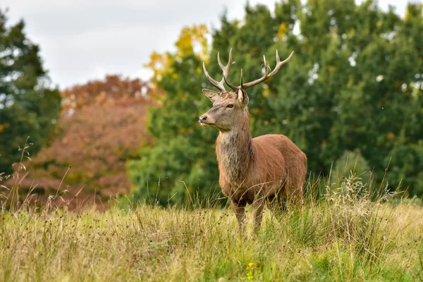 Cerf Rouge Cerf Cervus Elaphus — Photo