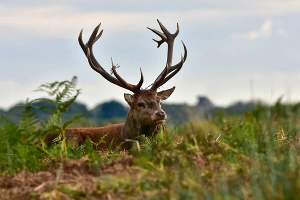 Cerf Rouge Cerf Cervus Elaphus — Photo