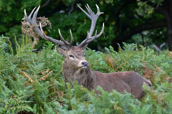 Cerf Rouge Cerf Cervus Elaphus — Photo