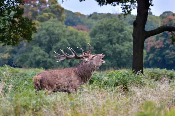 Cerf Rouge Cerf Cervus Elaphus — Photo