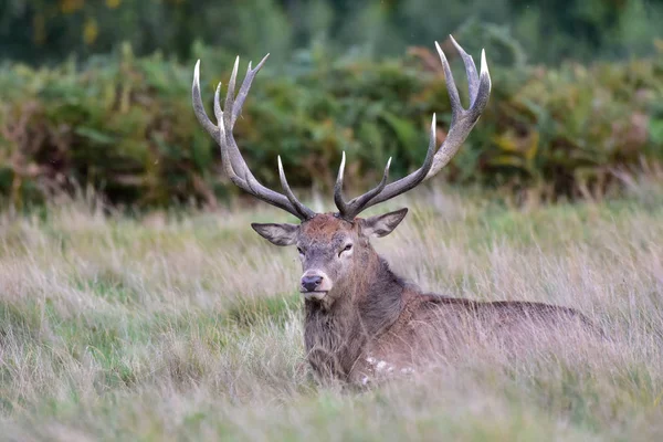 Kızıl geyik geyiği, Cervus elaphus