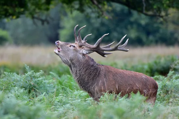 Cerf Rouge Cerf Cervus Elaphus — Photo