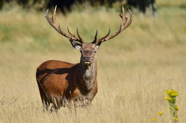 Cerf Rouge Cerf Cervus Elaphus — Photo