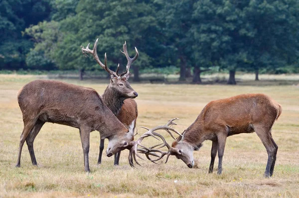 Cerf Rouge Combat Cerf Cervus Elaphus — Photo