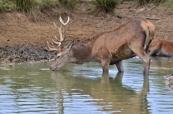 Kızıl geyik içme suyu, Cervus elaphus