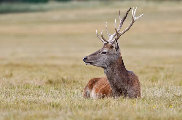 Cerf Rouge Cerf Cervus Elaphus — Photo