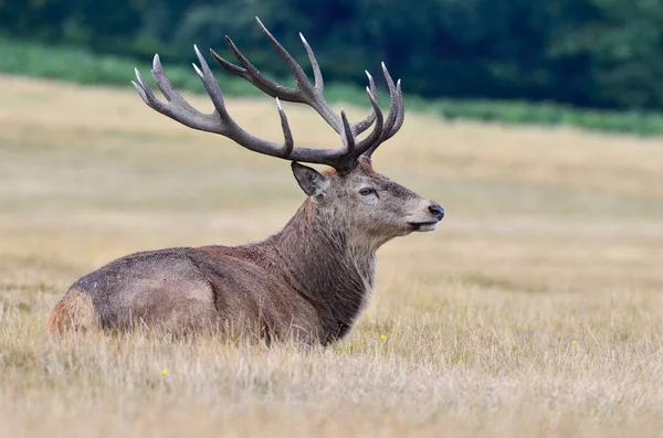 Cerf Rouge Cerf Cervus Elaphus — Photo