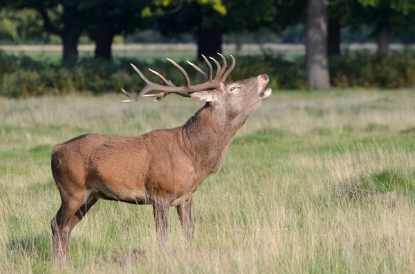 Cerf Rouge Cerf Cervus Elaphus — Photo