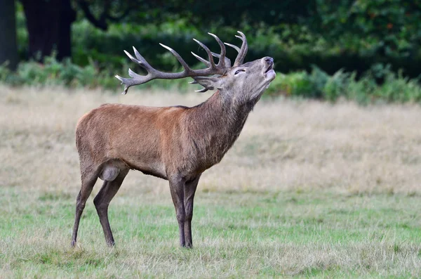 Kızıl geyik geyiği, Cervus elaphus