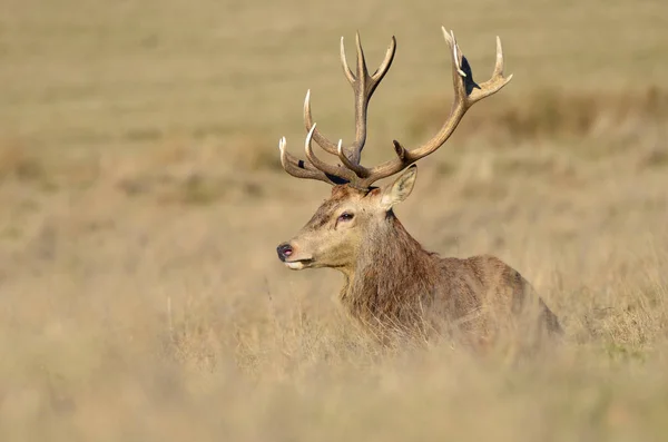 Kızıl geyik geyiği, Cervus elaphus