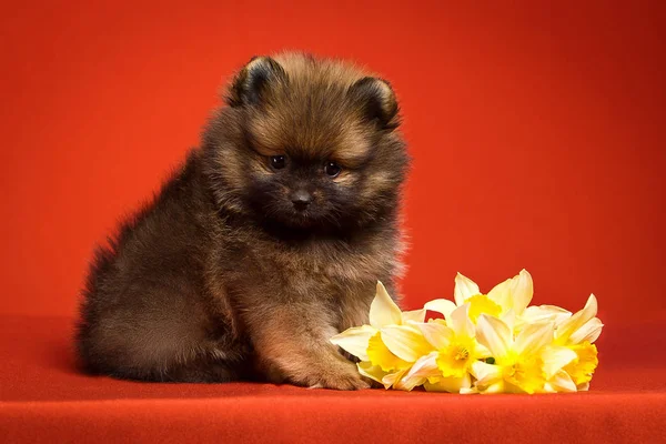 pomeranian puppy and yellow flowers