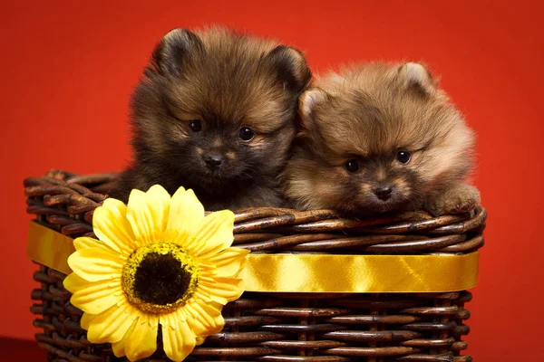 Pommersche Welpen und gelbe Blume Stockfoto