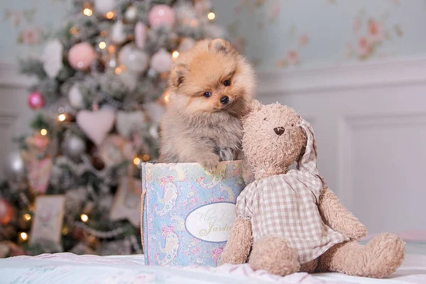 Pommersche Welpen und Weihnachtsbaum Stockbild