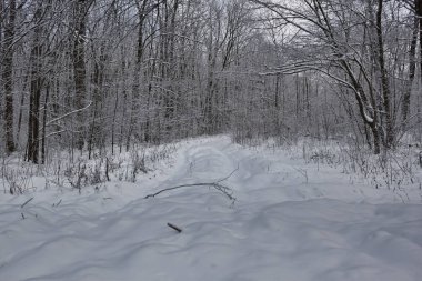 Orman yolu kış ormanlarından geçiyor.