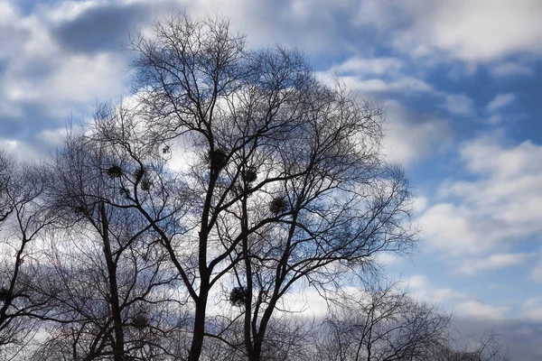 Uma árvore sem folhas no inverno — Fotografia de Stock