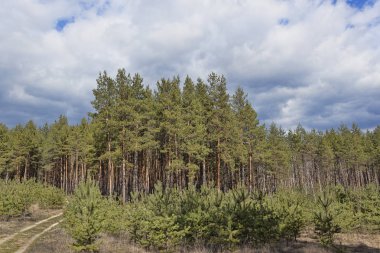 Çam ormanı. Genç ve yaşlı