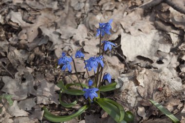 Sklera veya Scylla (Latince Scilla)