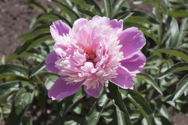 pembe peony çiçek 