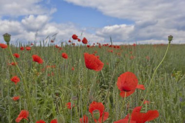 Kırmızı gelincikler tarlası