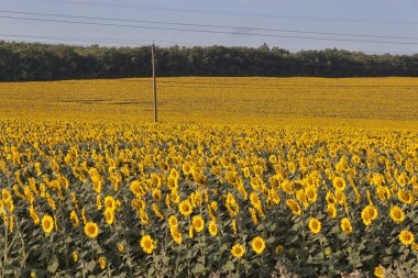 Ayçiçeği tarlası