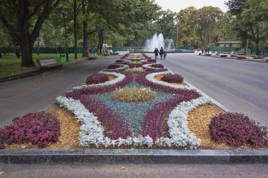 CIT Kharkiv Shevchenko Park yatakta sonbahar çiçekler süslüyor