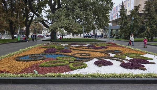 Flores de otoño en una cama en Kharkiv Shevchenko Park adornan la ciudad —  Fotos de Stock