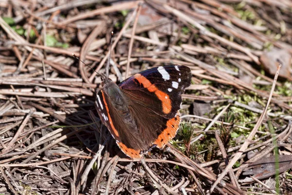 Almirante Girassol Vanessa Atalanta Uma Borboleta Família Girassol Habitat Bordas — Fotografia de Stock