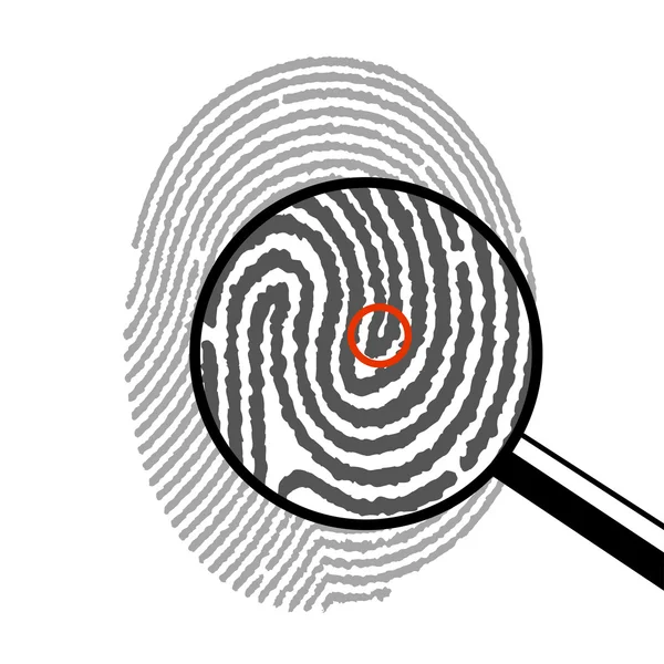 Fingerprint under a magnifying glass — Stock Vector