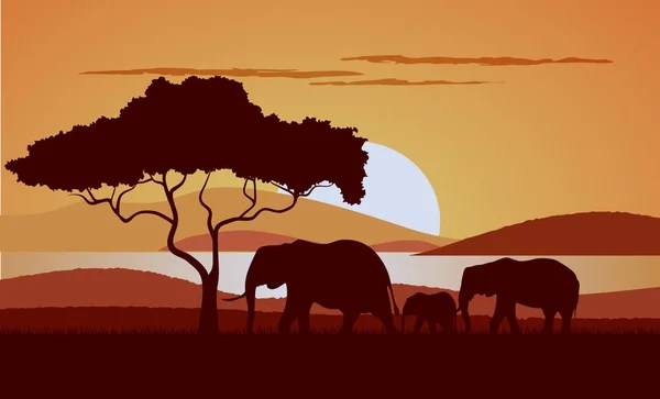 Sunset in the savanna a vector illustration. — Stock Vector