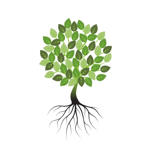 Groene boom met de wortels een pictogram op een witte achtergrond. — Stockvector