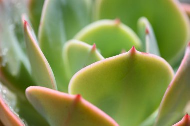 yakın çekim yeşil etli bitki