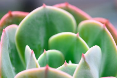 yakın çekim yeşil etli bitki