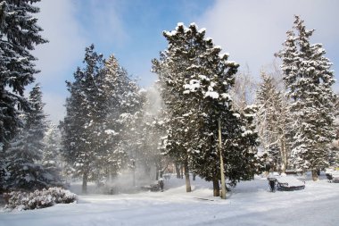 Ağaçlar kar kış Park ile kaplı. Stavropol, Caucasus