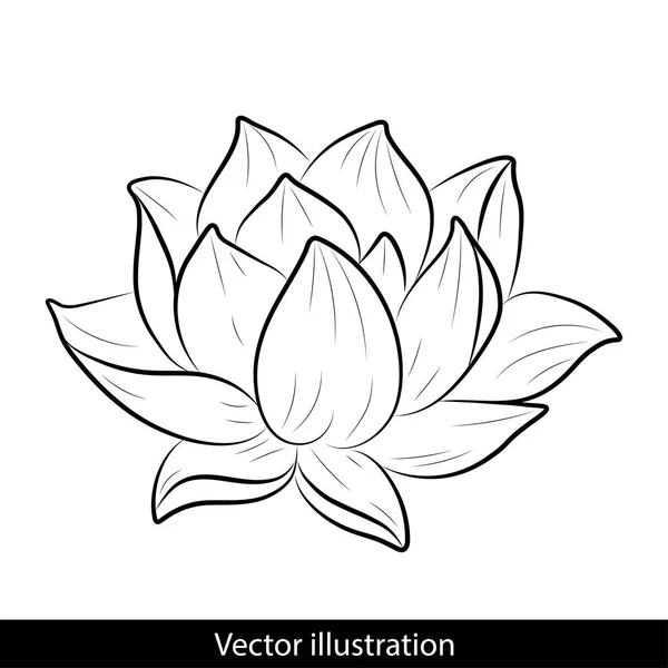 Croquis d'un lotus sur fond blanc — Image vectorielle