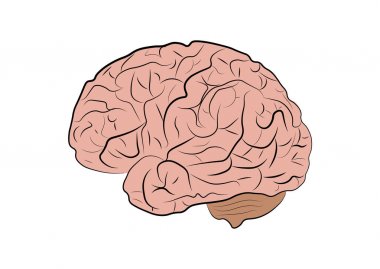 Beyaz zemin üzerinde bir insan beyni vektör çizim