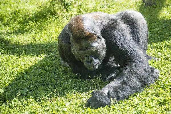 Западная низменная горилла отдыхает на зеленой траве — стоковое фото